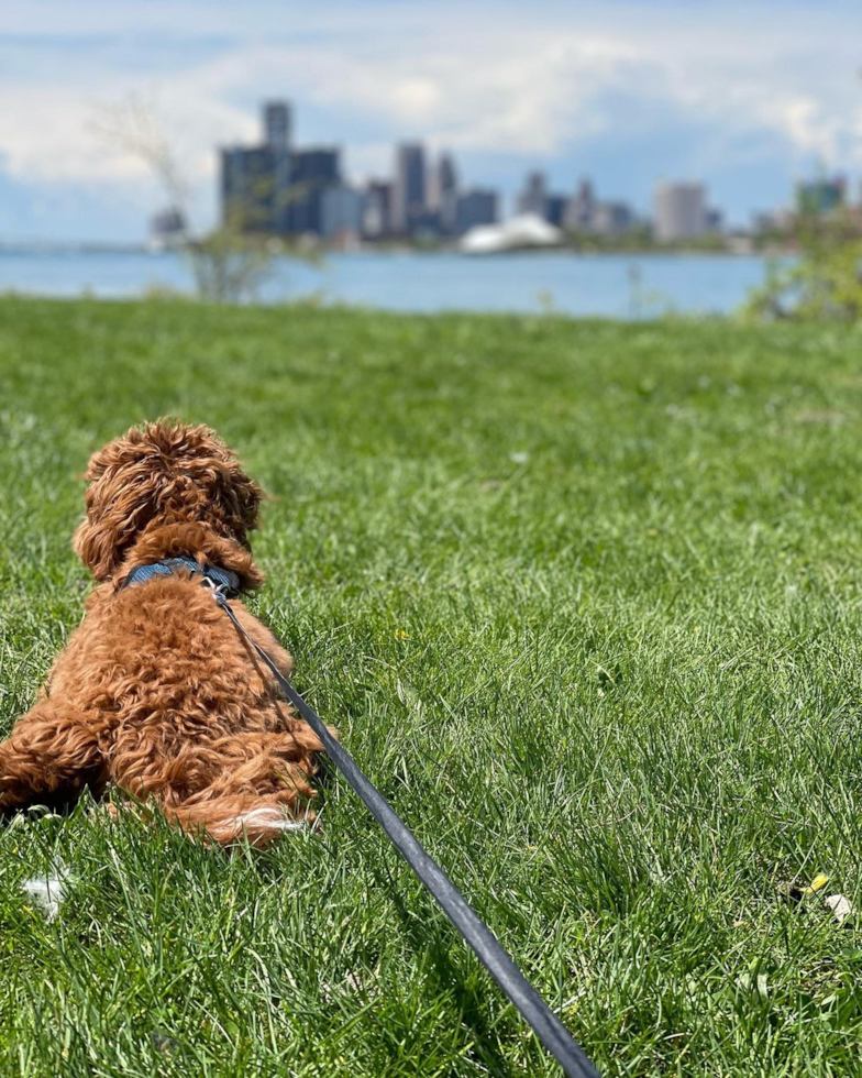 Cavapoo Being Cute