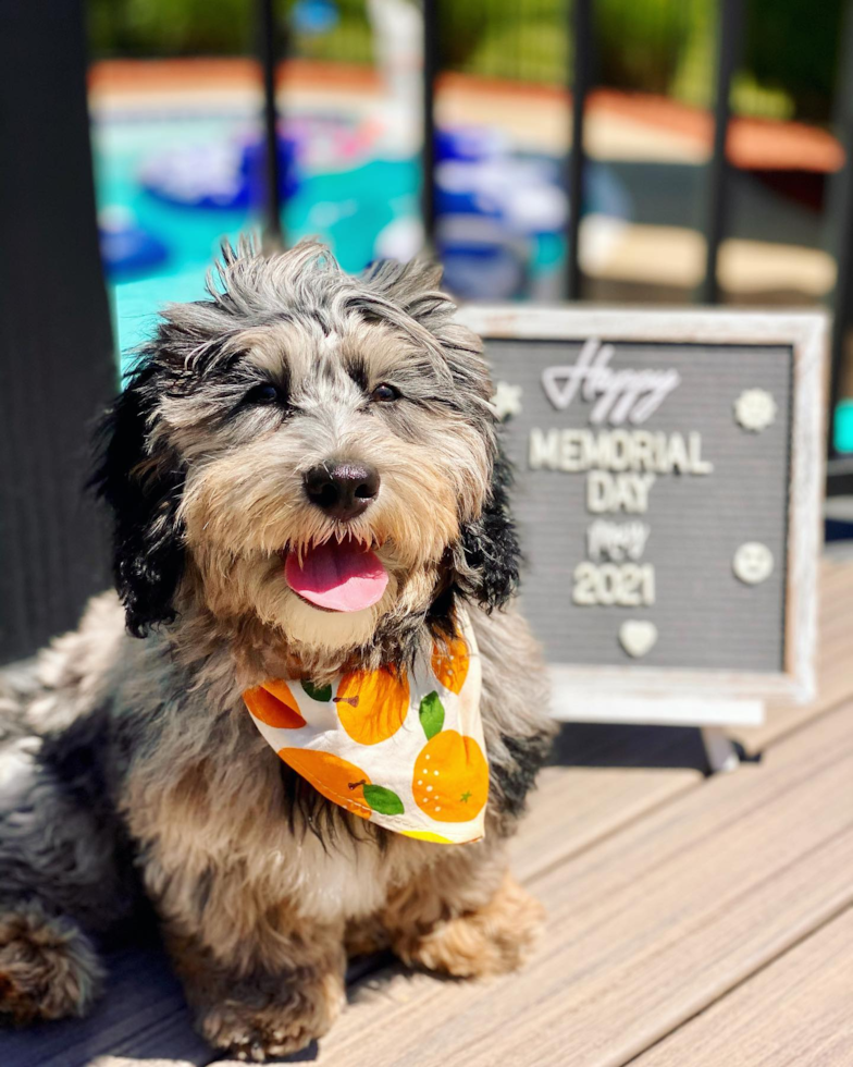 Happy Mini Sheepadoodle Pup