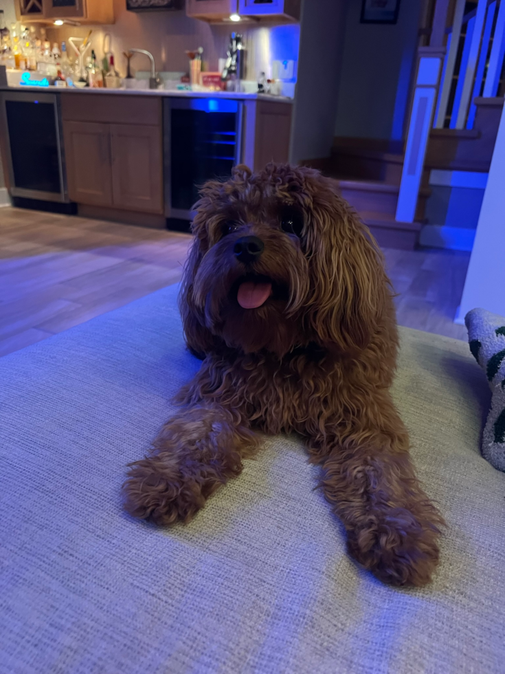 Energetic Cavoodle Poodle Mix Pup