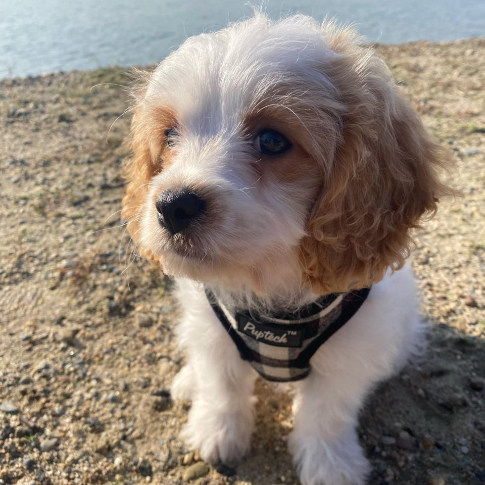 Boston Cavachon Pup