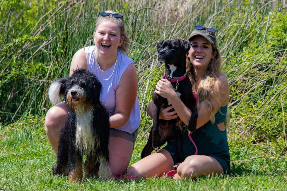 Happy Mini Bernedoodle Pup