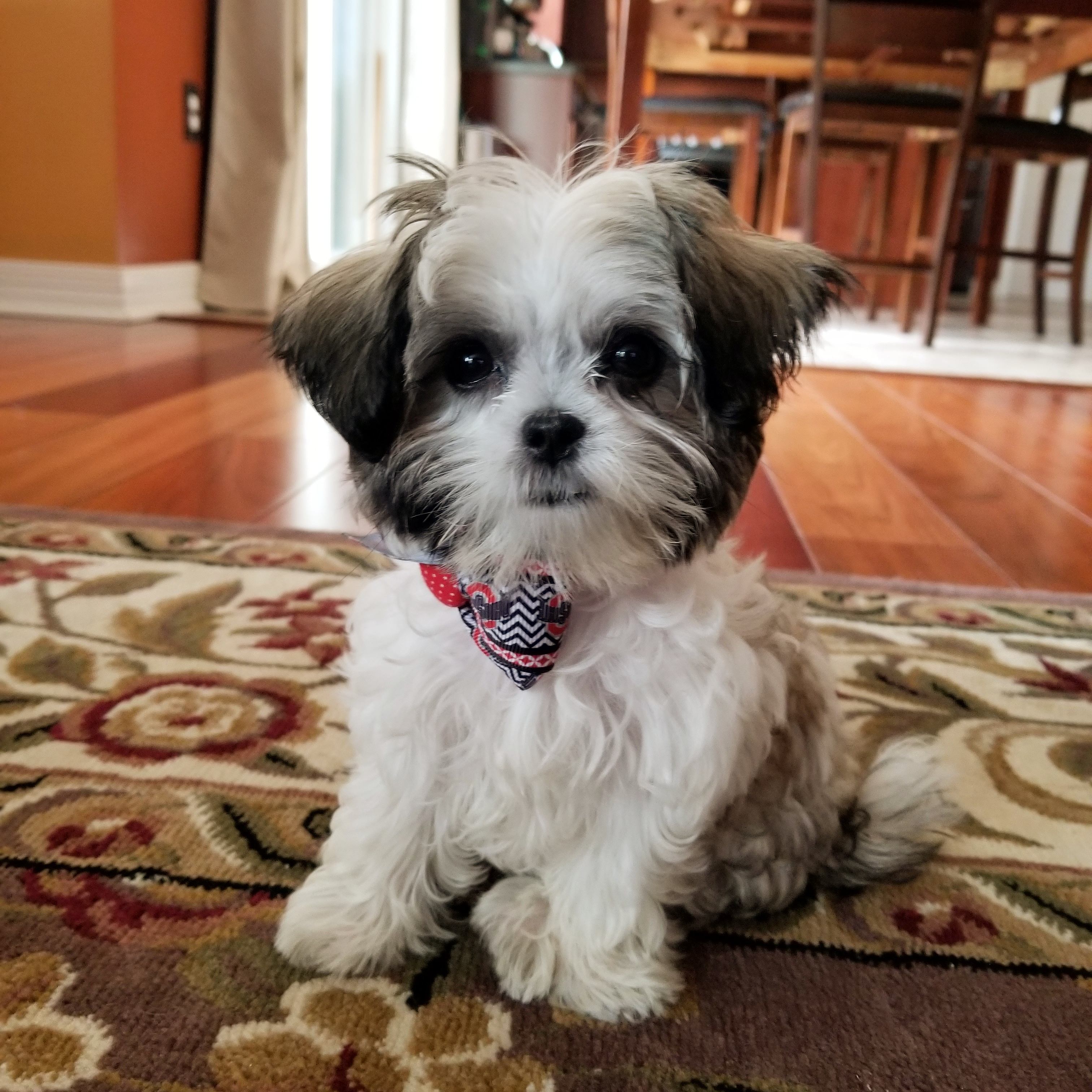 Teddy Bear Pup Being Cute