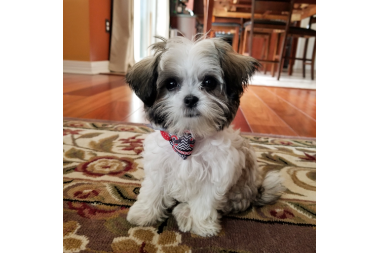 Teddy Bear Pup Being Cute