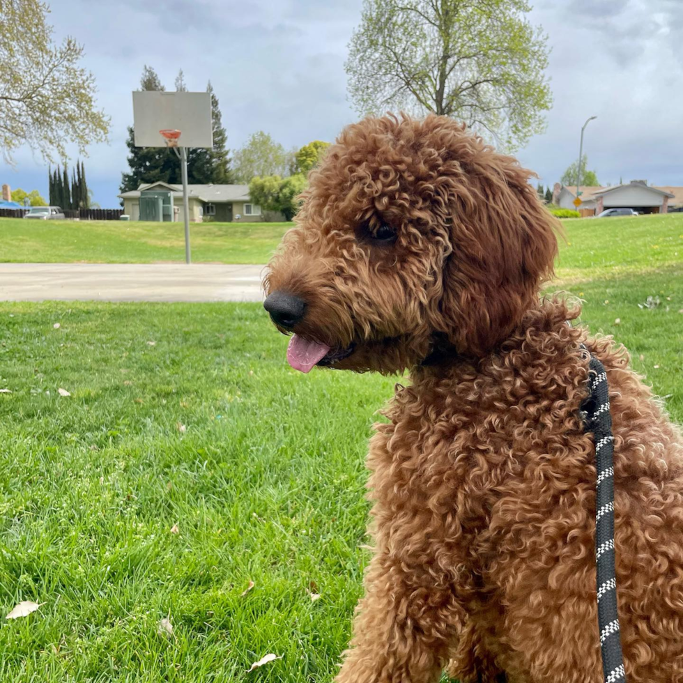 Mini Goldendoodle Being Cute