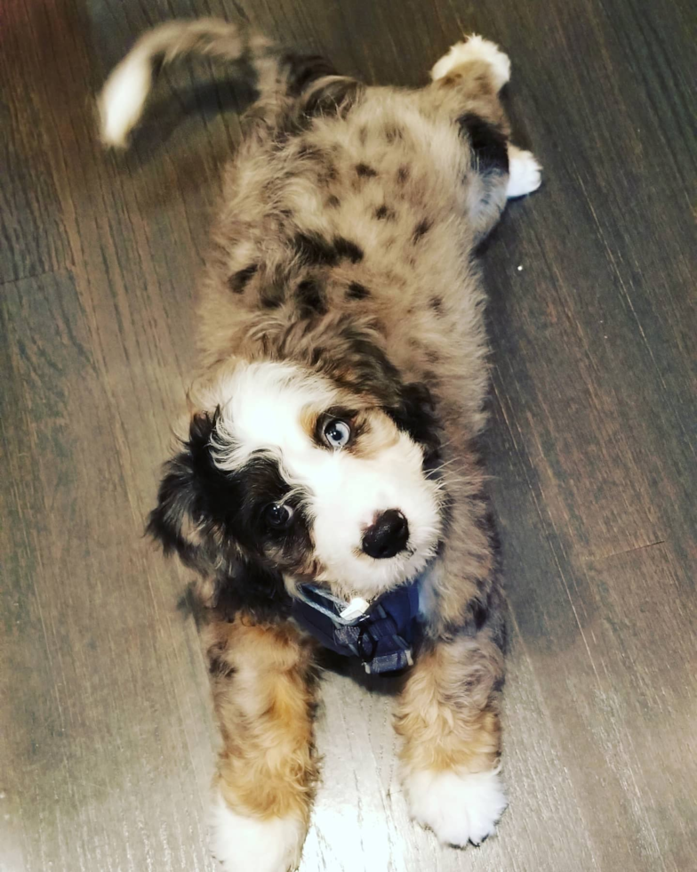 Popular Mini Bernedoodle Poodle Mix Pup