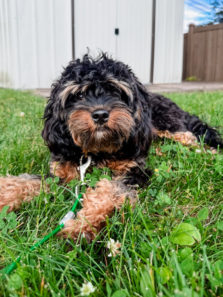Funny Cavapoo Poodle Mix Pup