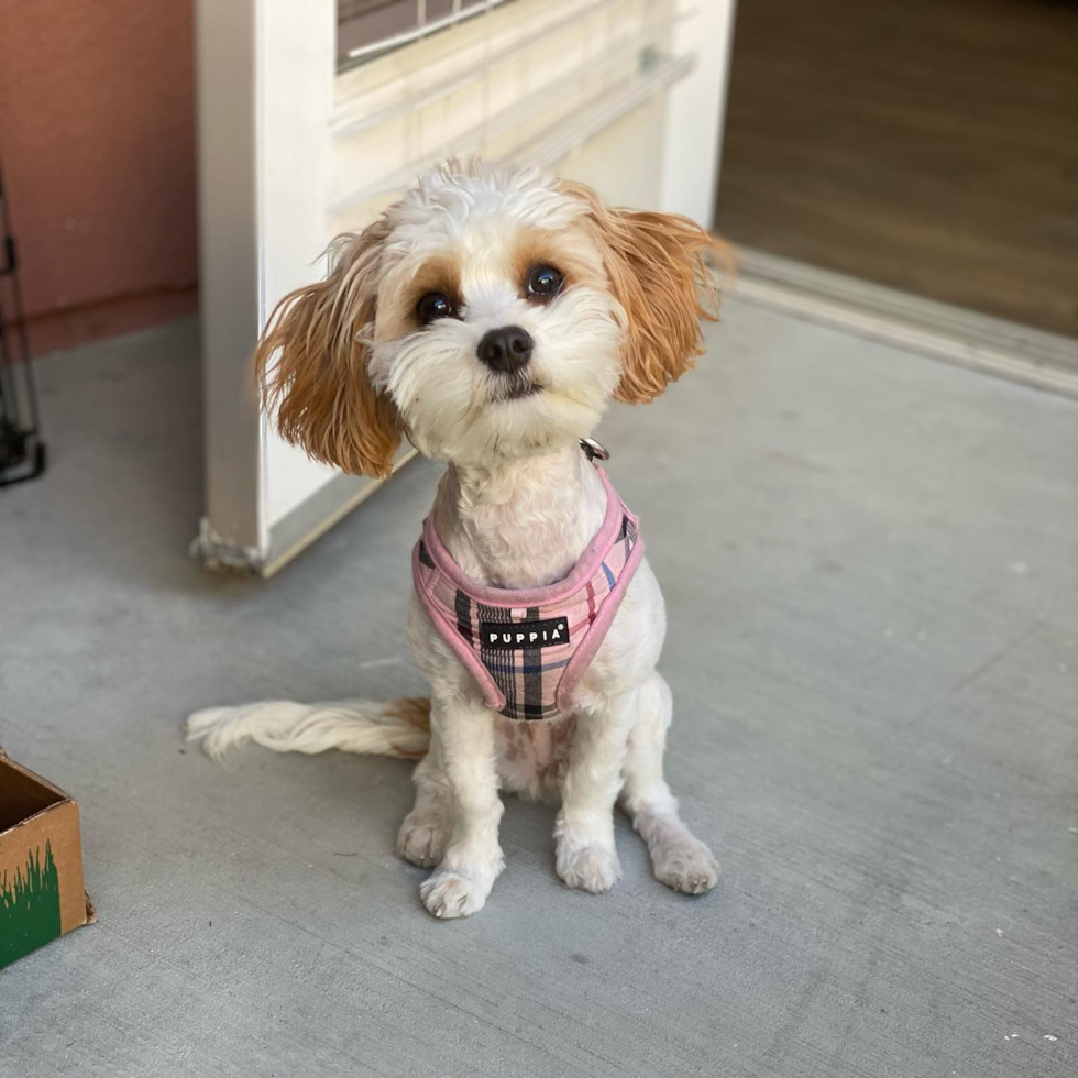 Cavachon Being Cute