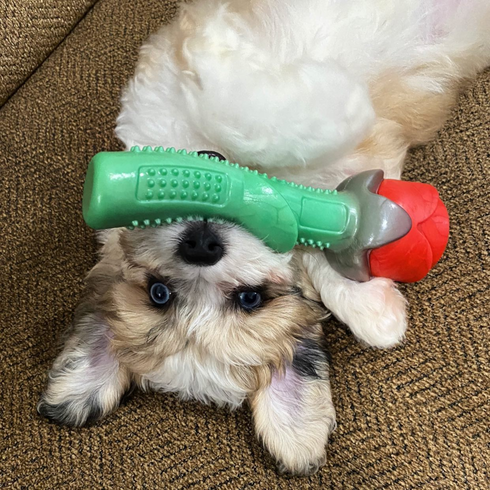 Small Aussiechon Pup