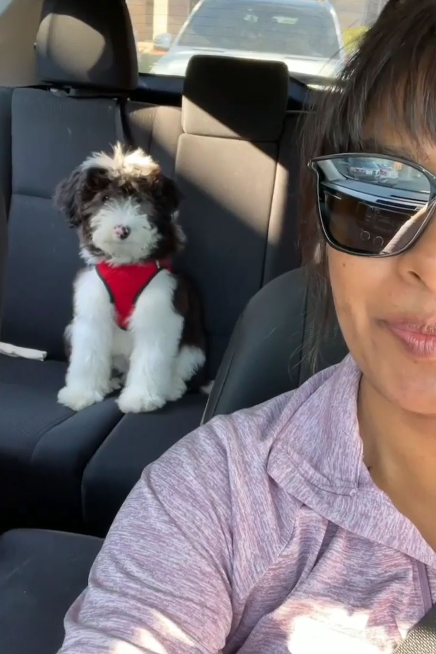 Best Mini Sheepadoodle Baby