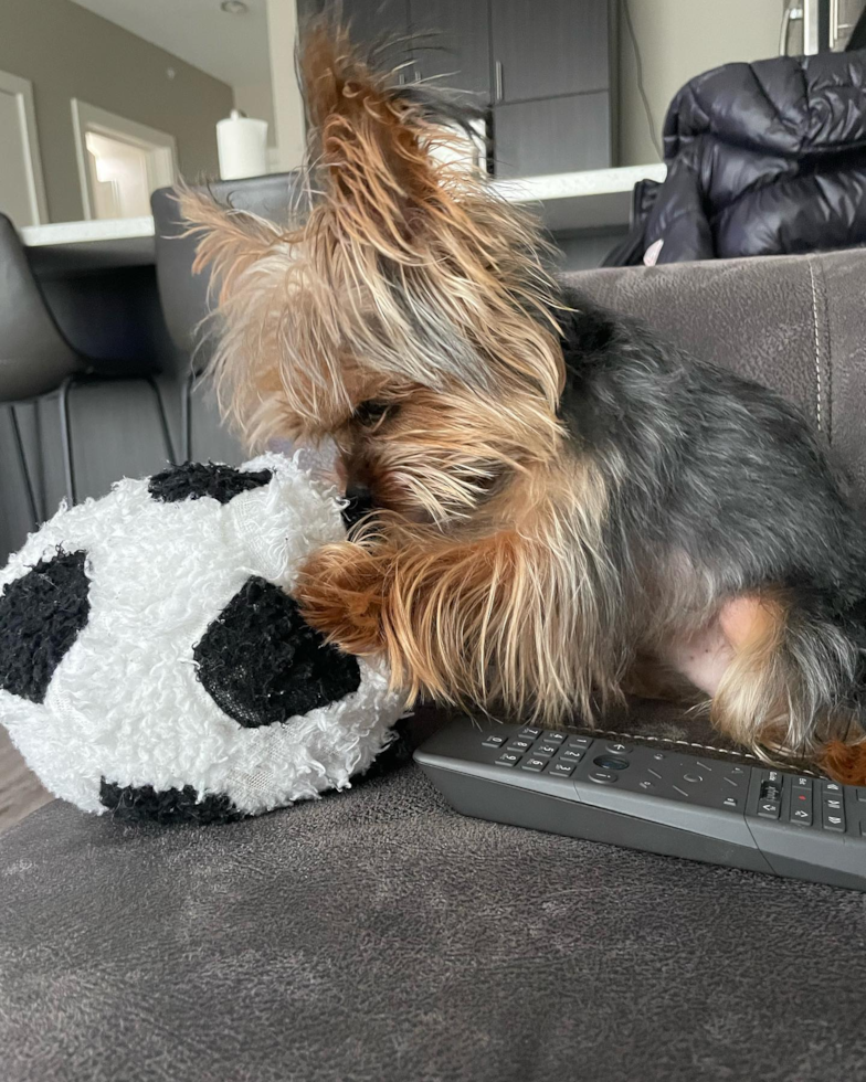 Yorkshire Terrier Being Cute