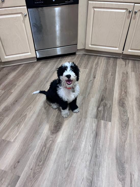 Popular Mini Bernedoodle Poodle Mix Pup