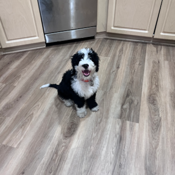 Popular Mini Bernedoodle Poodle Mix Pup