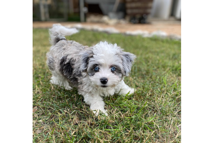 Smart Aussiechon Designer Pup