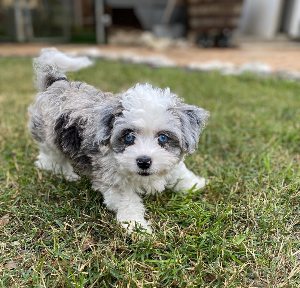 Petite Aussiechon Designer Pup