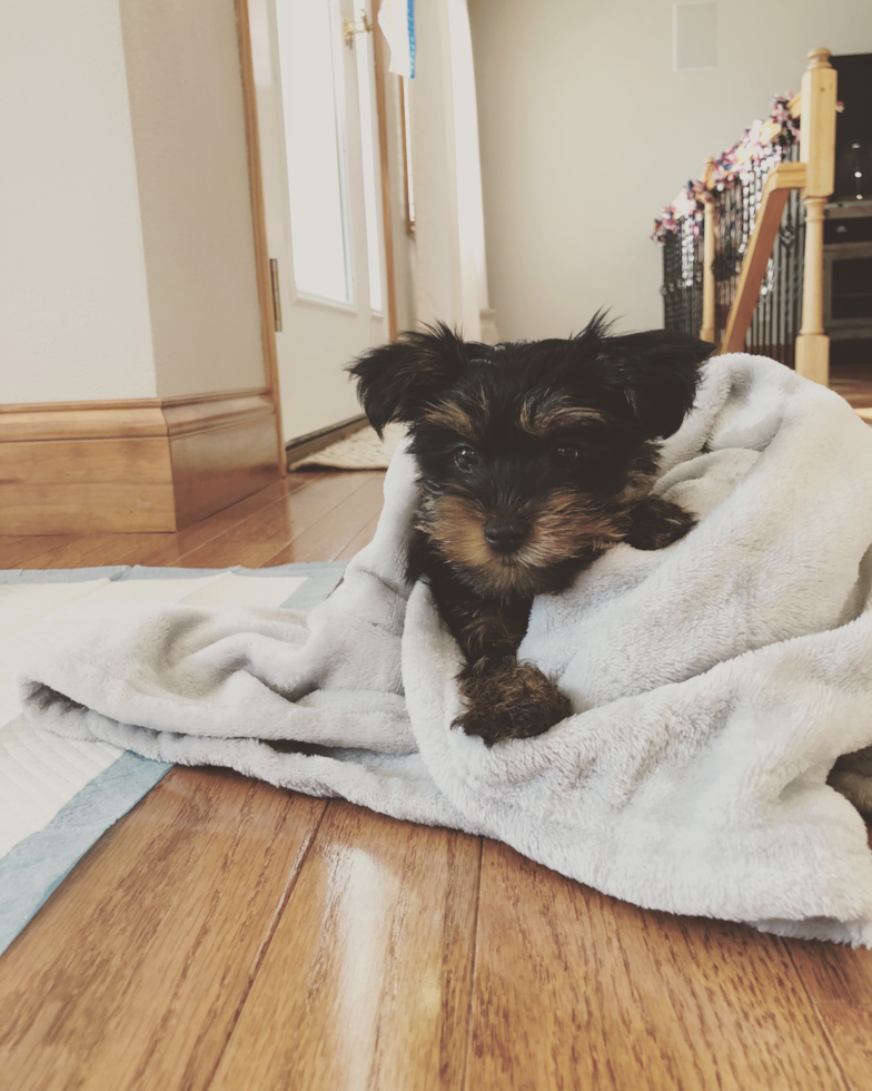 Small Yorkshire Terrier Pup