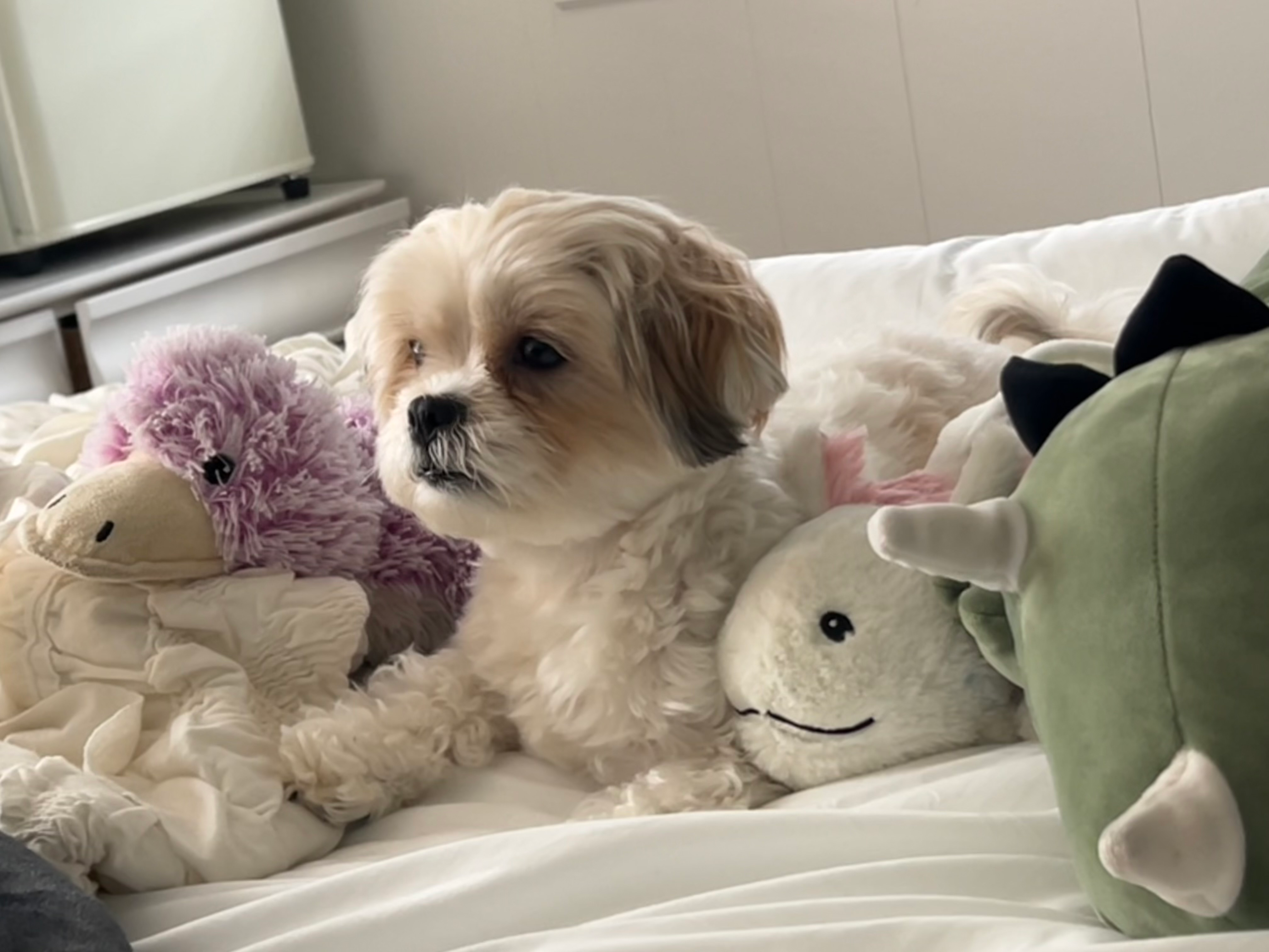 Petite Teddy Bear Designer Pup