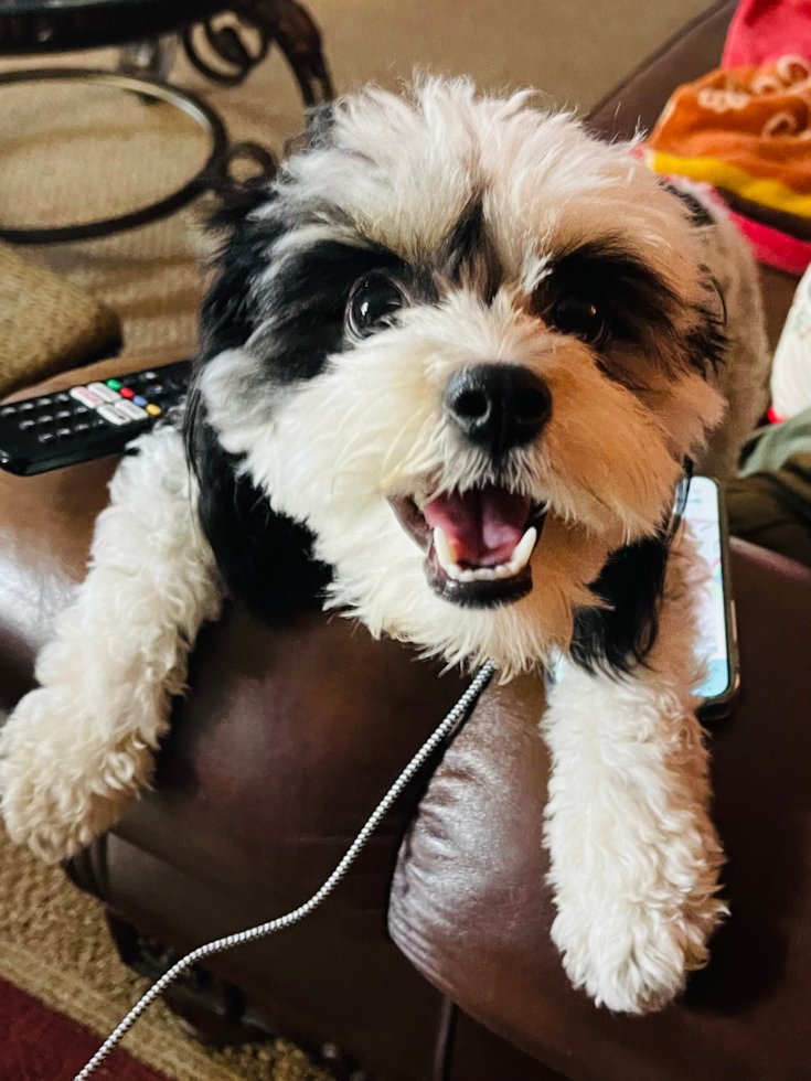 San Jose Cavachon Pup