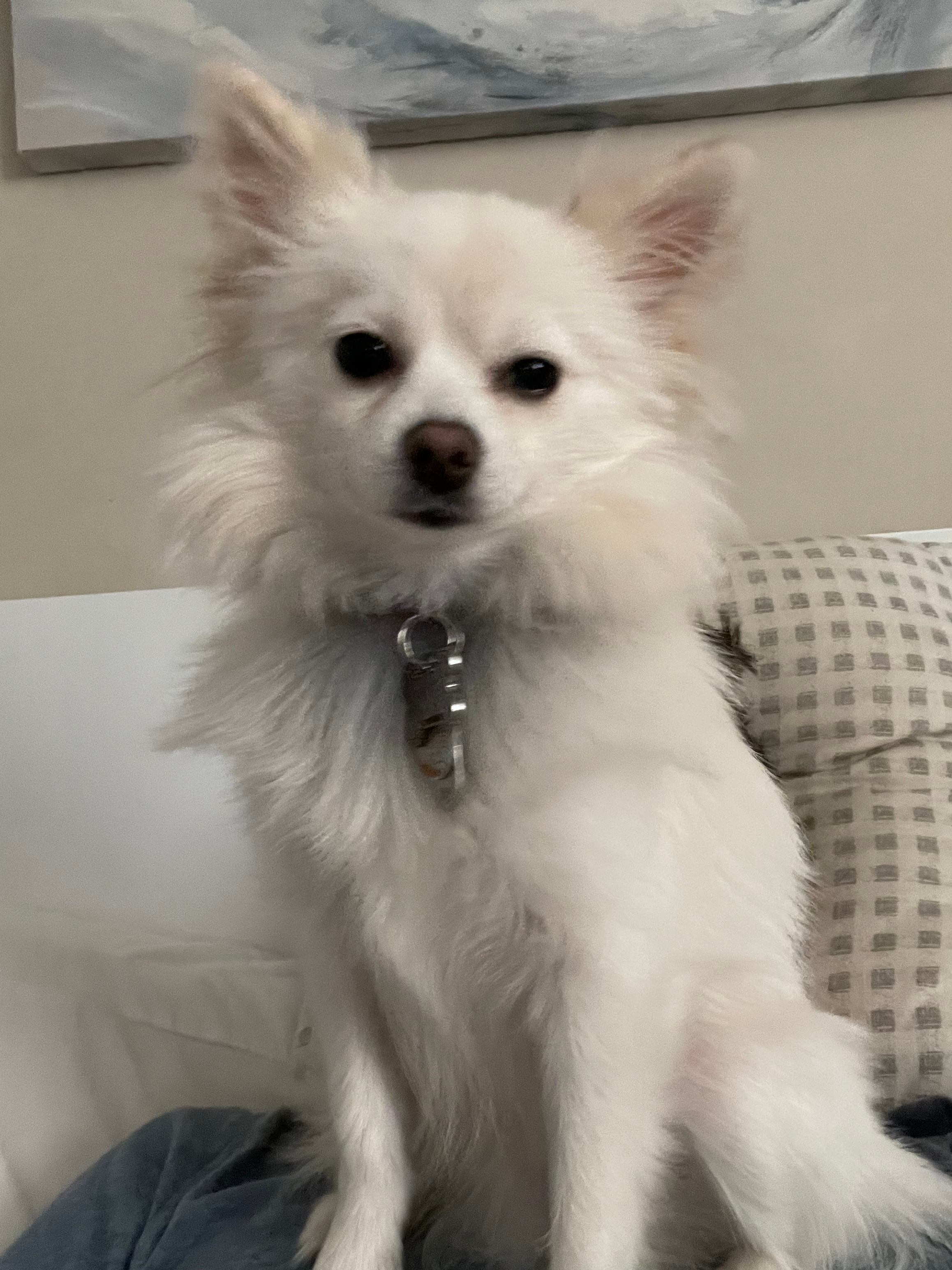 Pomeranian Puppy for Adoption