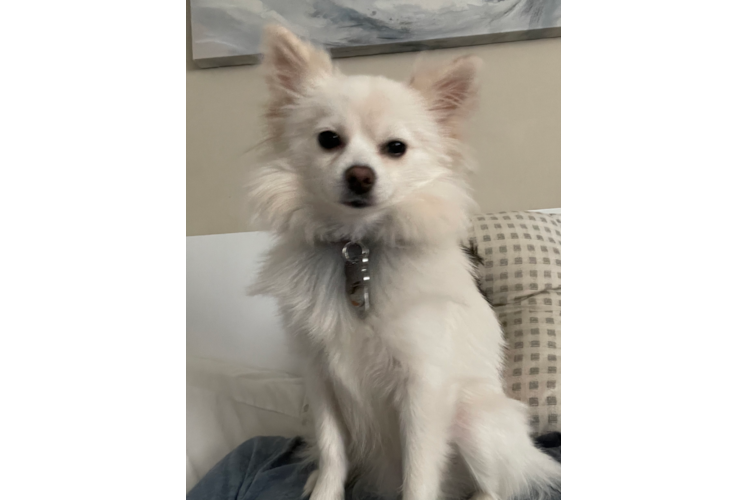 Pomeranian Puppy for Adoption