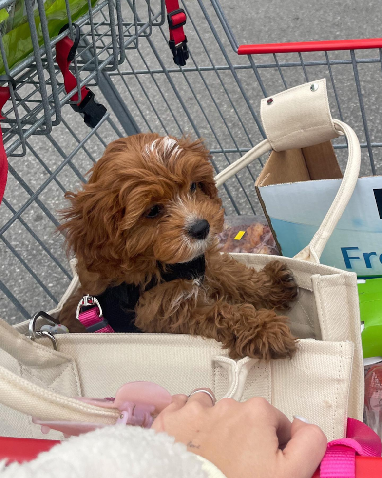 Cavapoo Being Cute