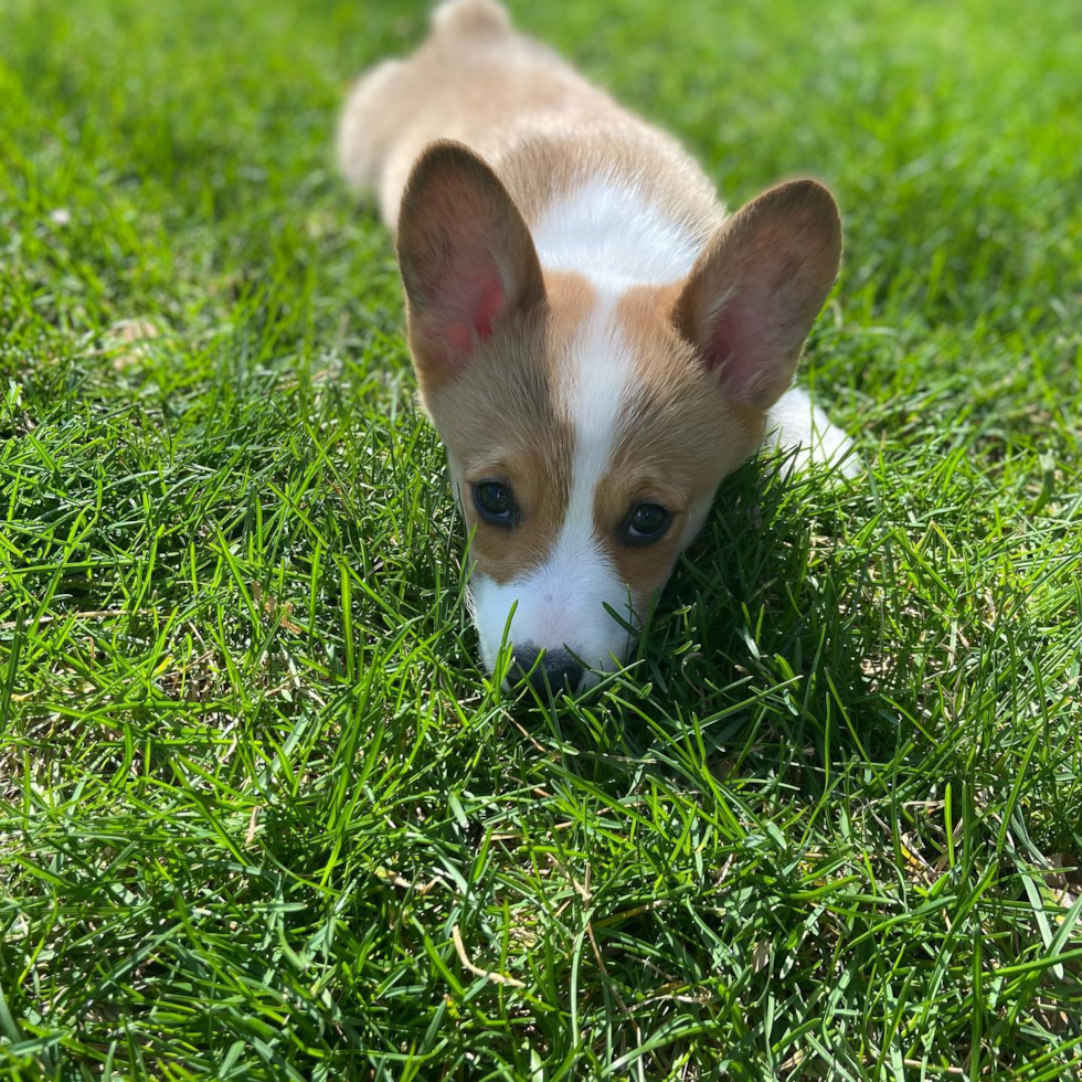 Adorable Corgi Purebred Pup