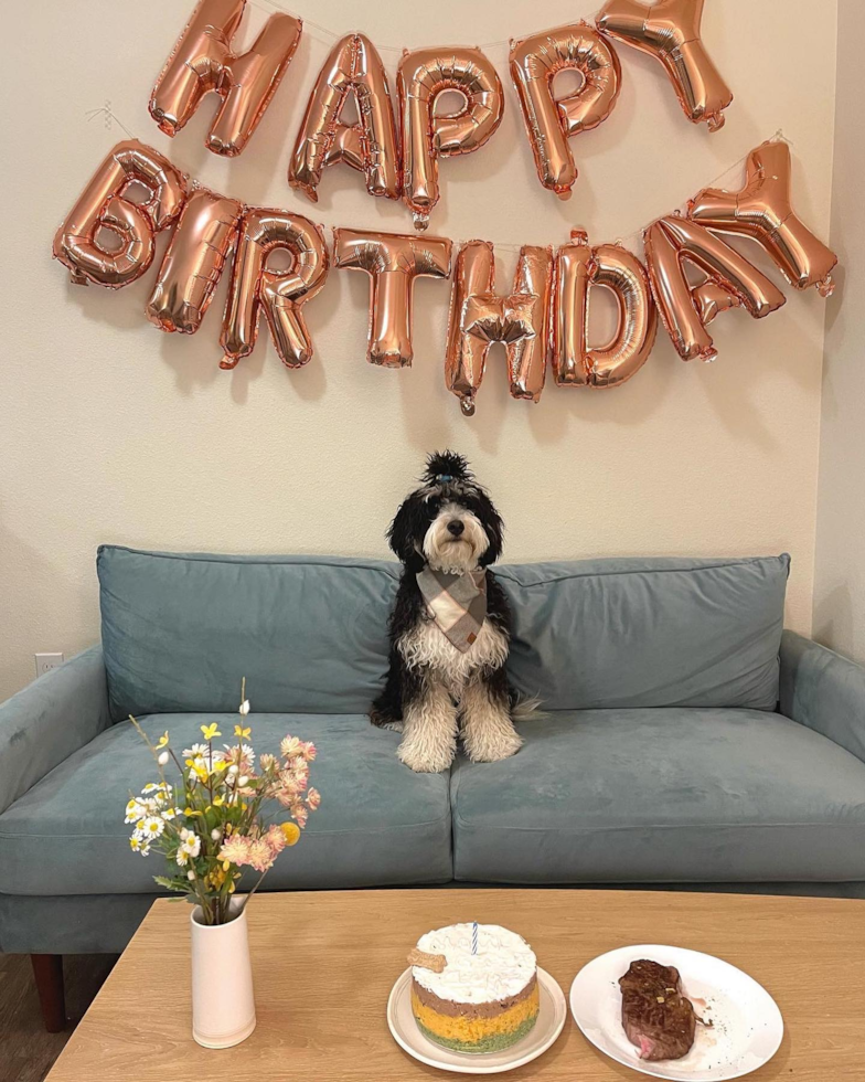 Smart Mini Bernedoodle Poodle Mix Pup