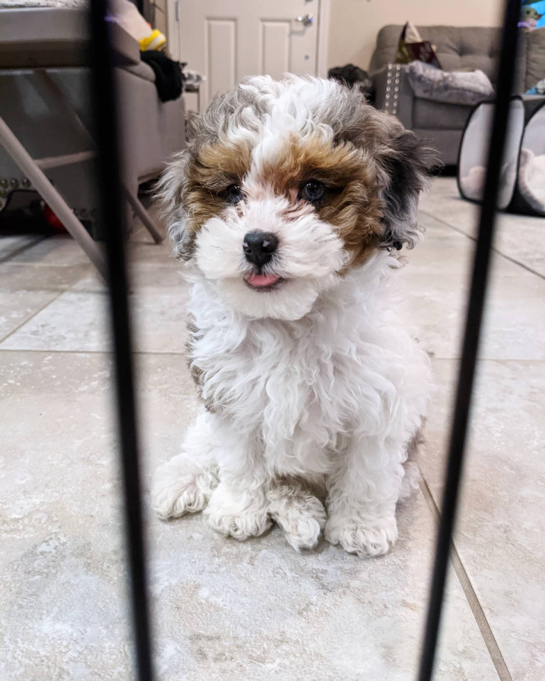 Funny Shih Poo Poodle Mix Pup