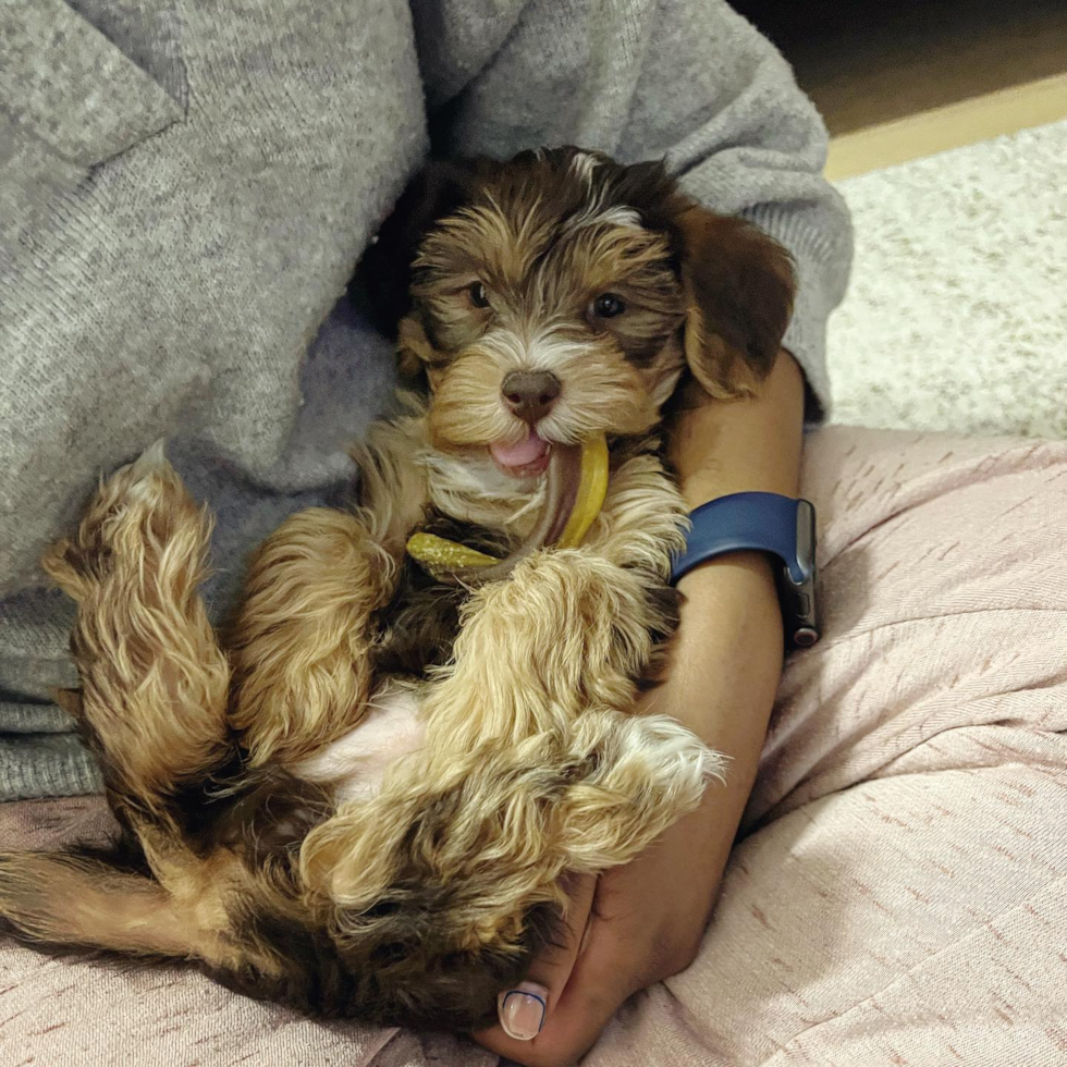 Cute Yorkie Poo Pup