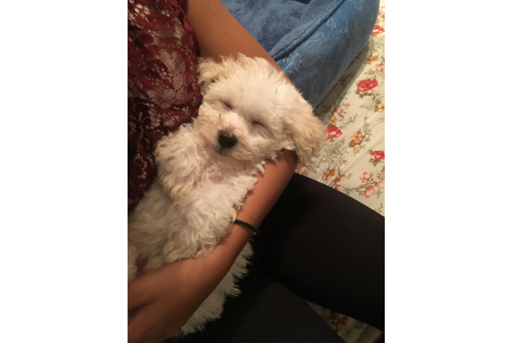 Friendly Bichon Frise Purebred Pup