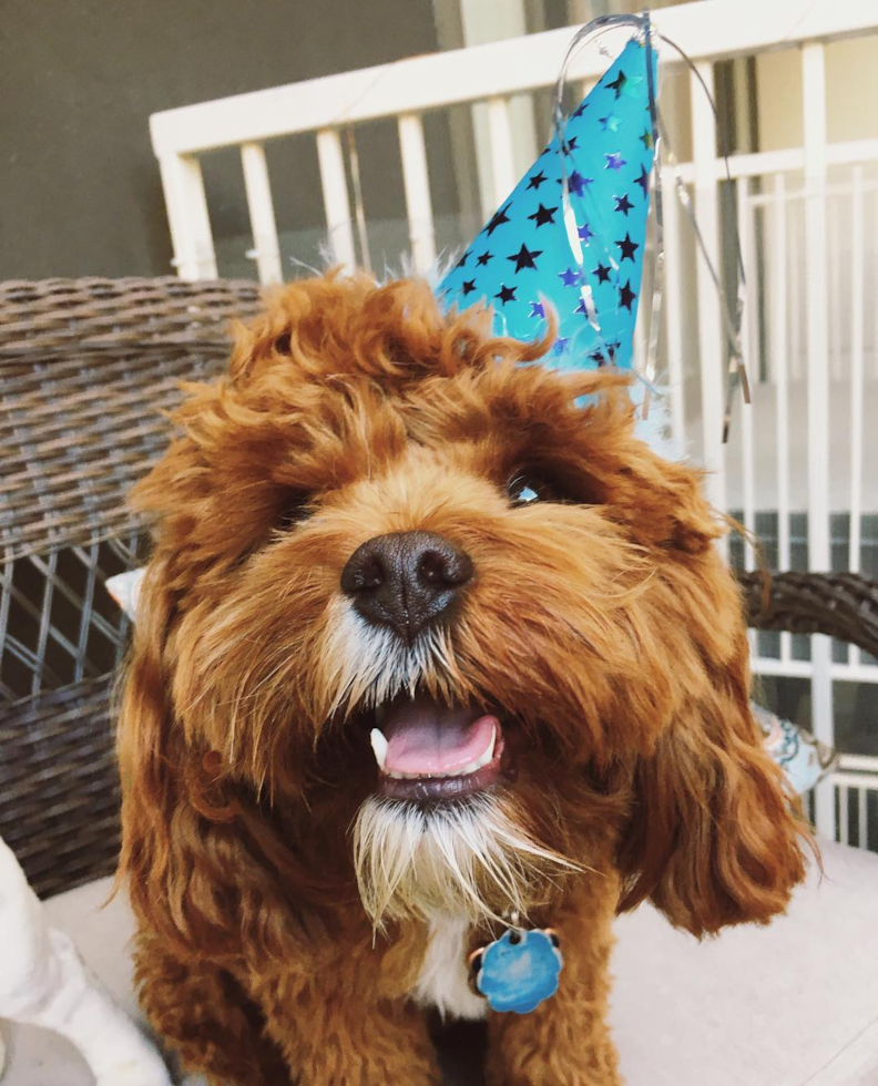 Cute Cavapoo Pup in Albuquerque NM