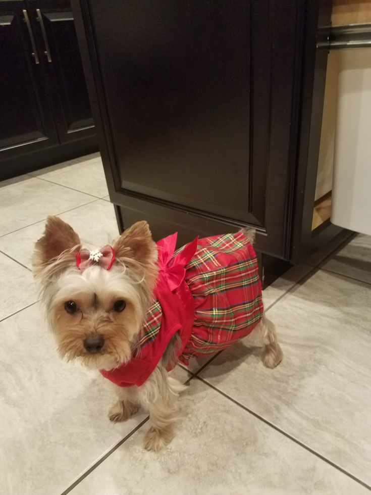 Tiffin Yorkshire Terrier Pup