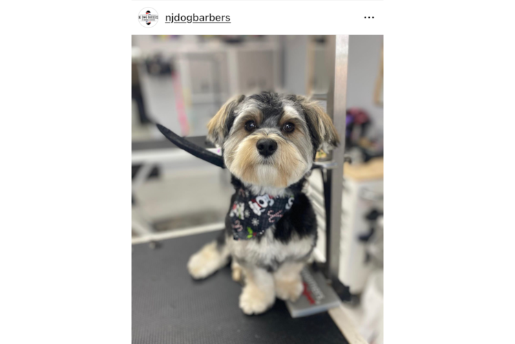 Best Morkie Baby