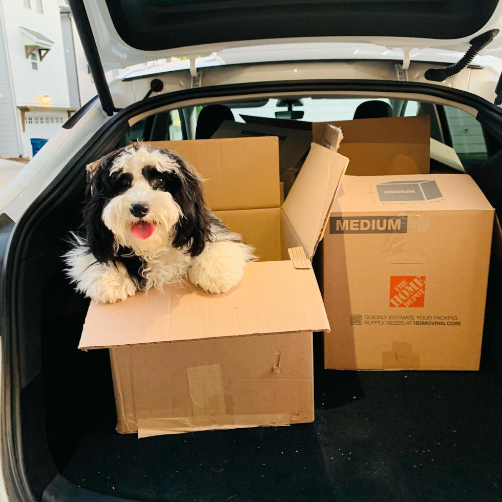 Funny Mini Sheepadoodle Poodle Mix Pup