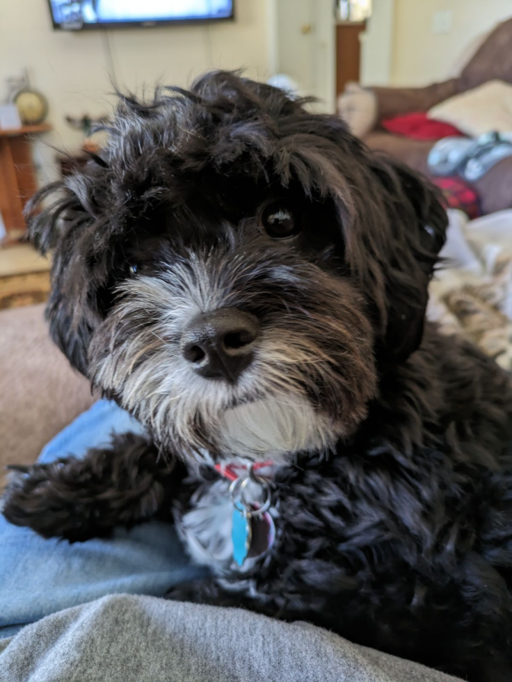 Fluffy Cavapoo Poodle Mix Pup