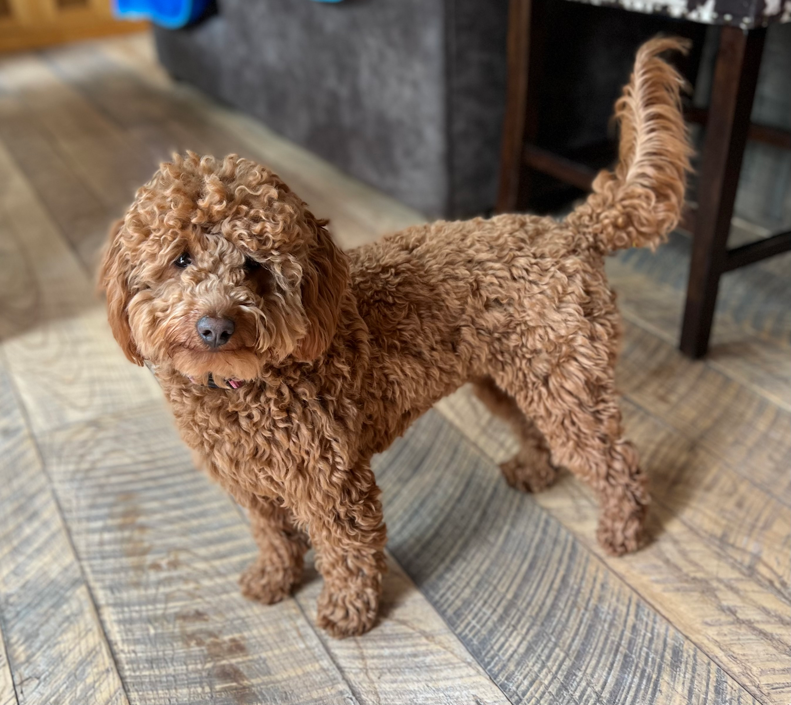 Mini Goldendoodle Pup Being Cute