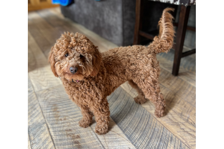 Mini Goldendoodle Pup Being Cute