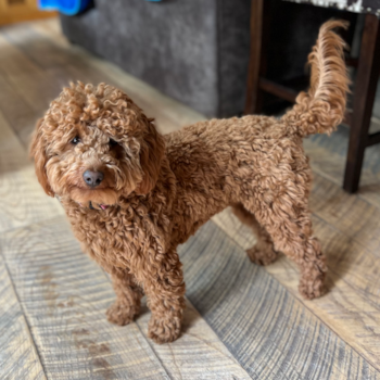 Happy Mini Goldendoodle Pup