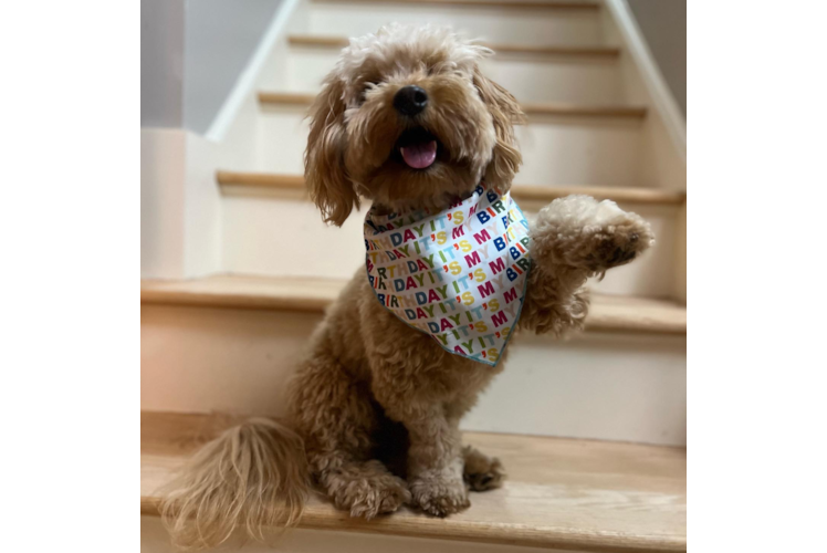 Small Mini Goldendoodle Baby