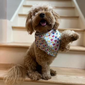 Adorable Golden Retriever Poodle Mix Pup