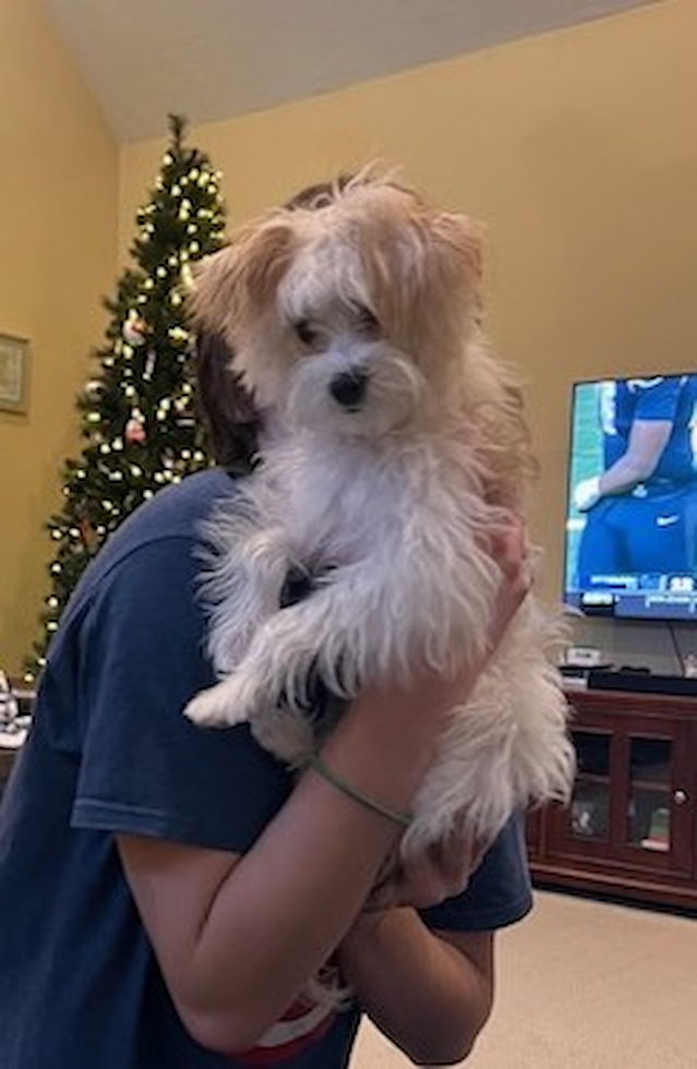 Adorable Yorkiedoodle Poodle Mix Pup