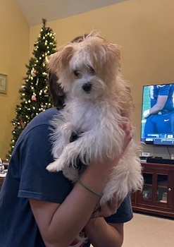 Adorable Yorkiedoodle Poodle Mix Pup