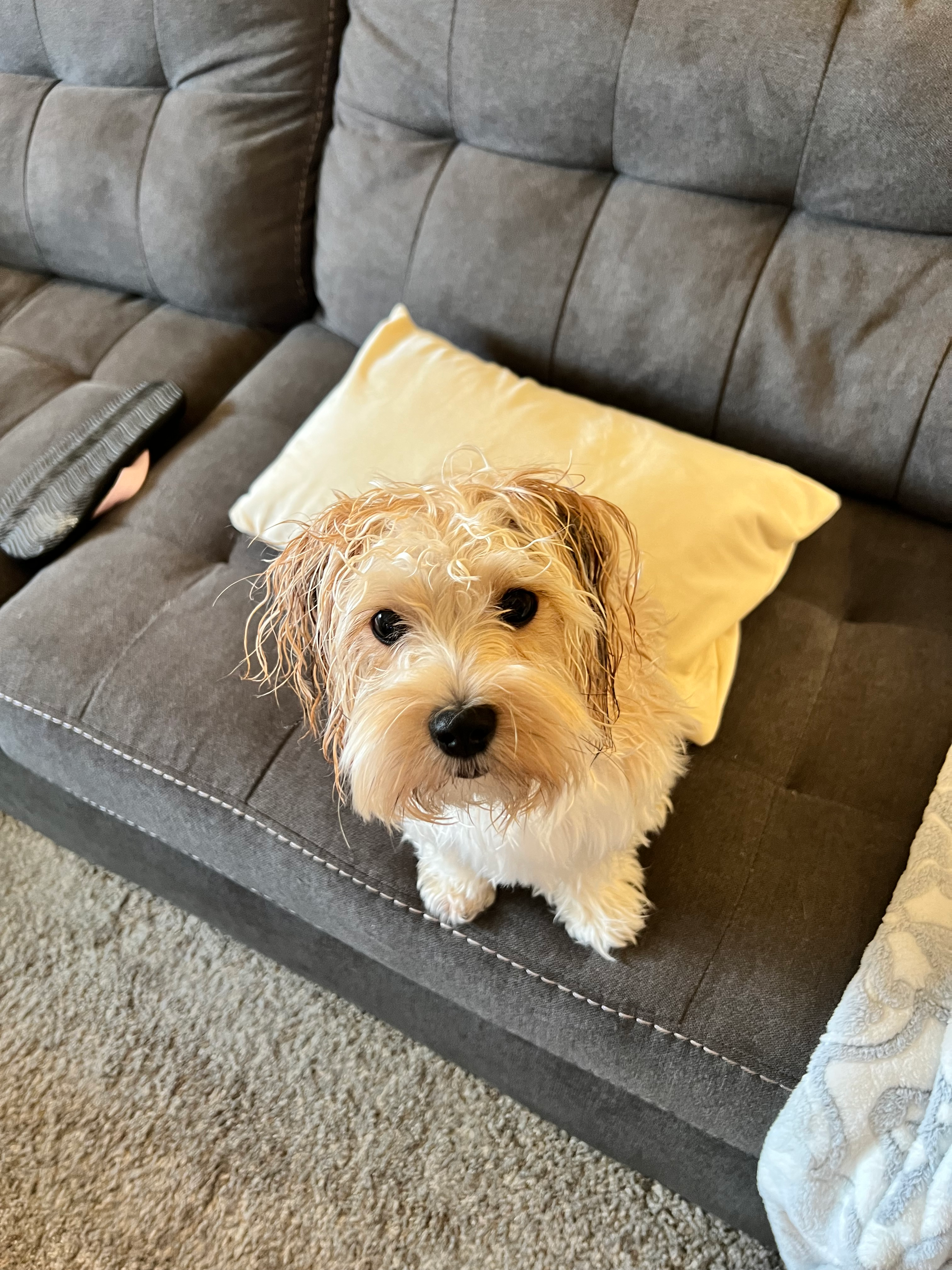 Cute Morkie Baby