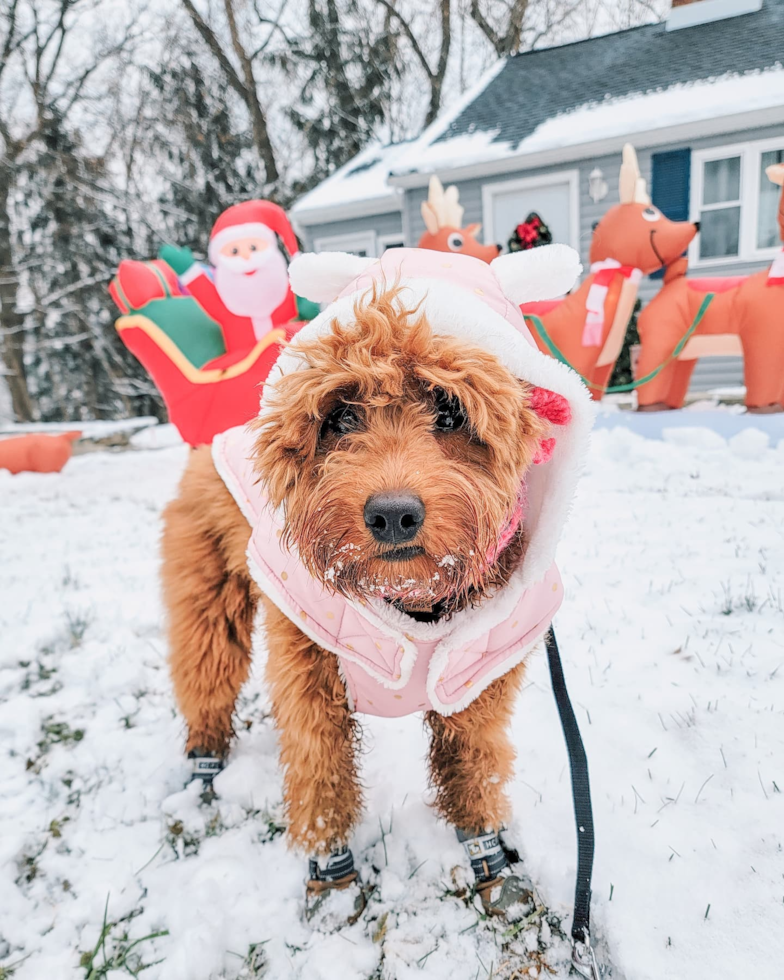 Mini Goldendoodle Being Cute