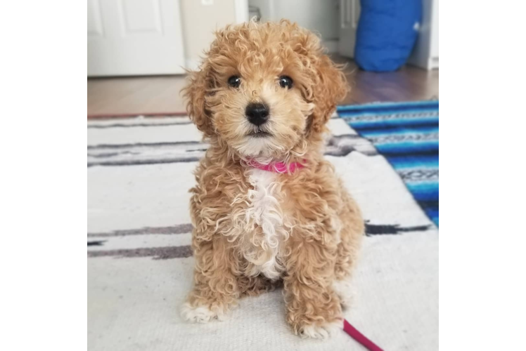 Funny Maltipoo Poodle Mix Pup