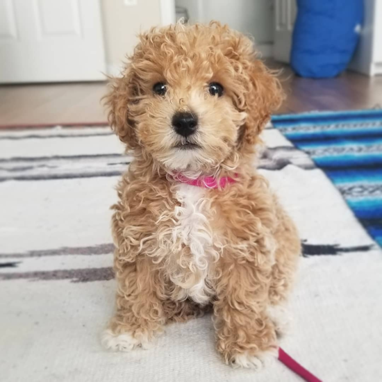 Little Maltepoo Poodle Mix Pup