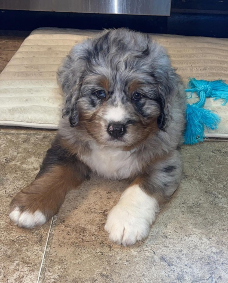 Little Mini Berniedoodle Poodle Mix Pup