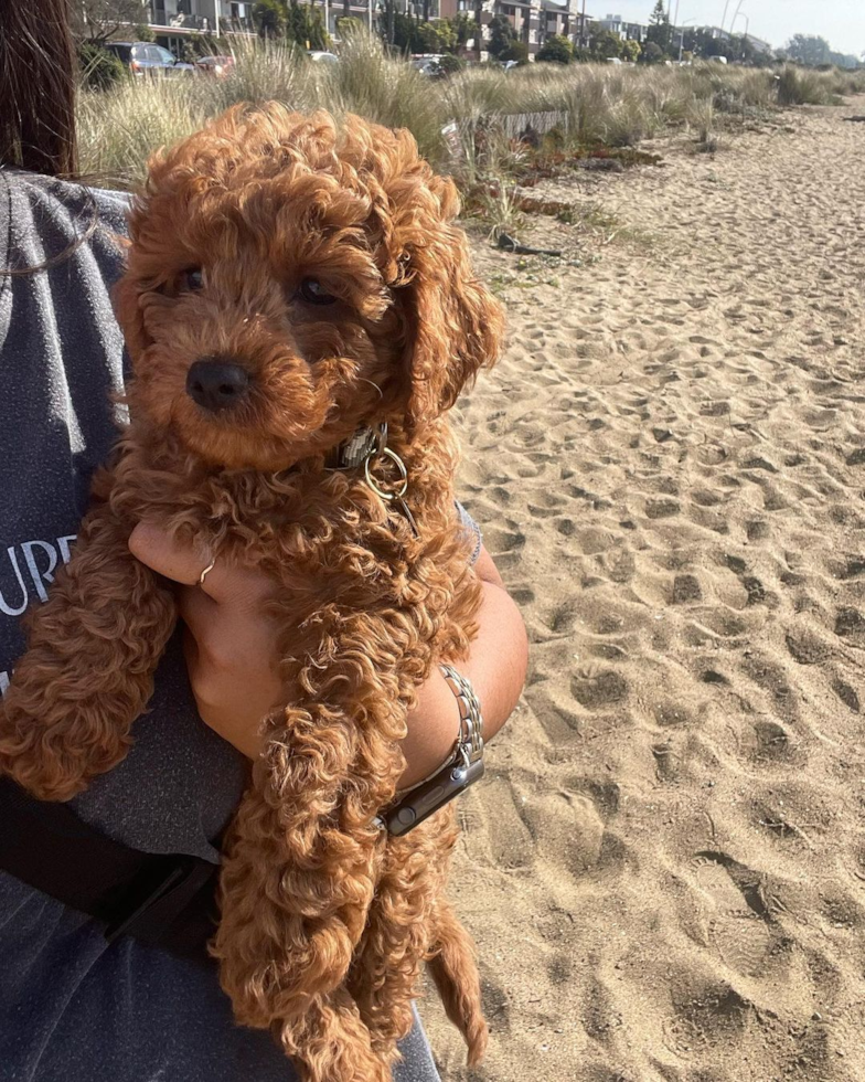 Playful Cavoodle Poodle Mix Pup