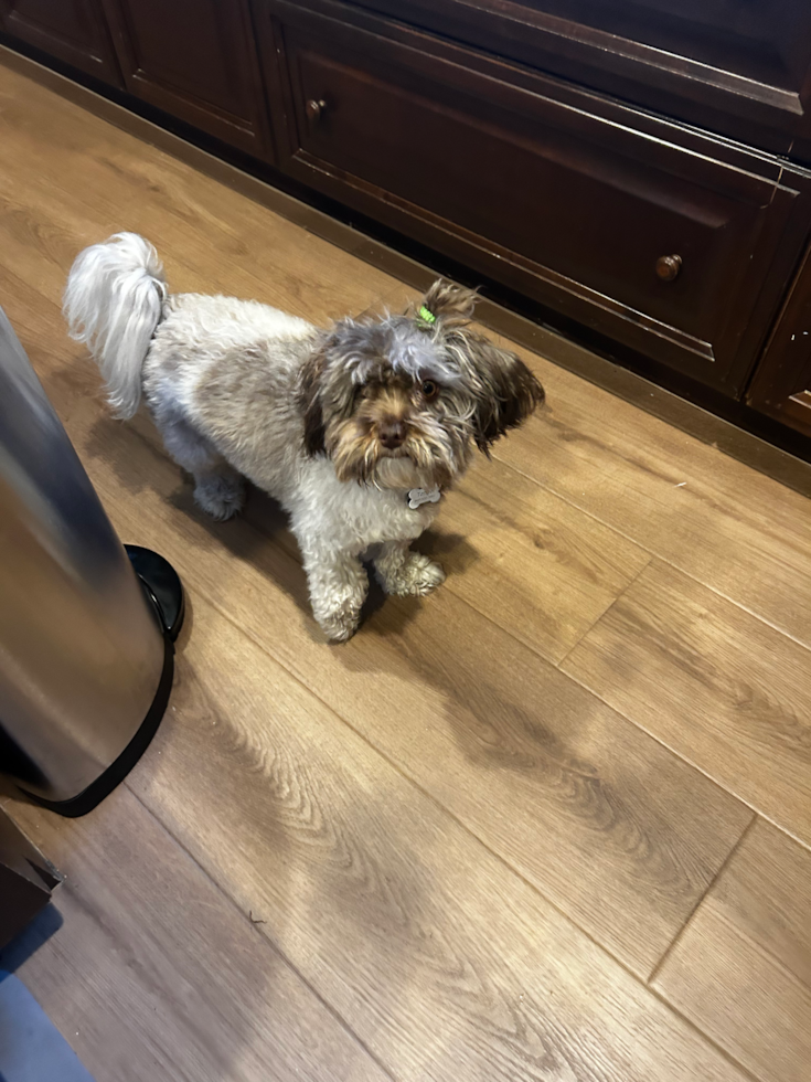 Havanese Pup