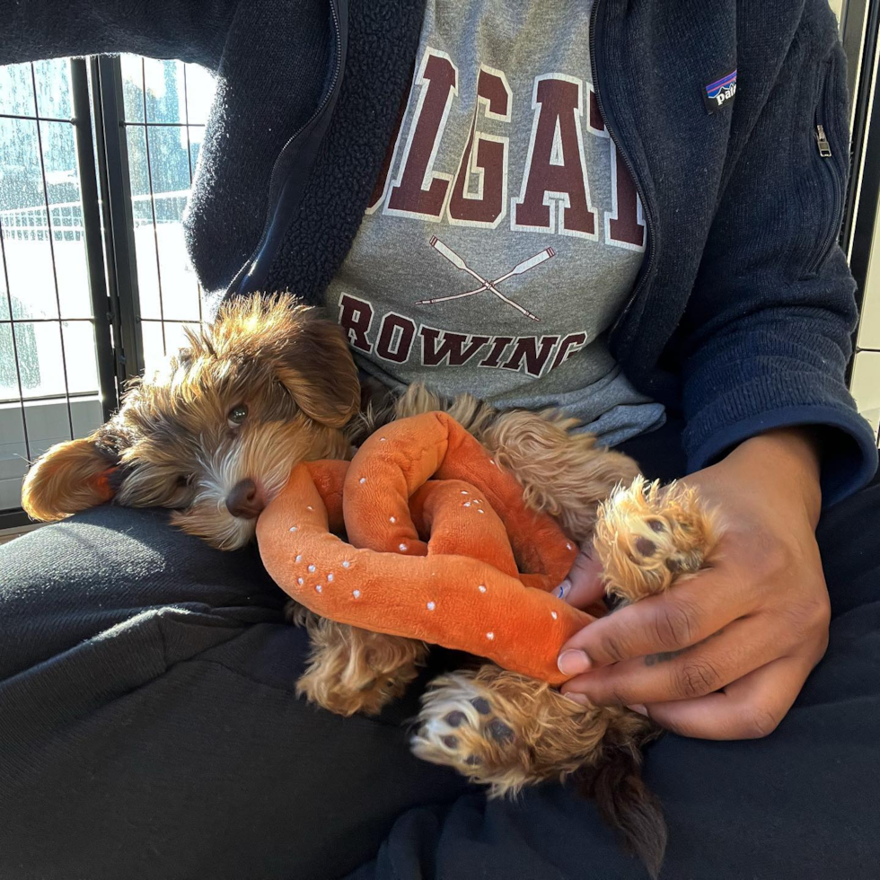 BROOKLYN Yorkie Poo Pup