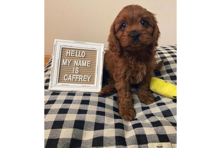 Sweet Cavapoo Baby